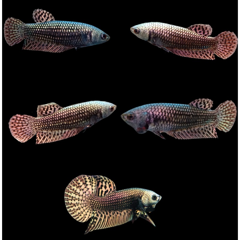 Live Aquarium Betta Fish Coppper Alien Wild | BUY 4 GET 1 FREE! (CBG-034) R4A11