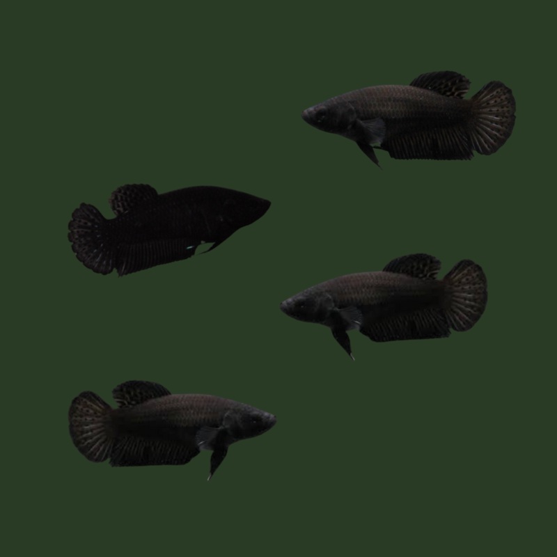 Live Aquarium Betta Fish Jet Black Plakat | BUY 4 GET 1 FREE! (CBG-030) R7B05