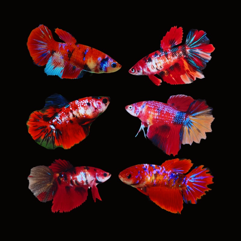 Live Aquarium Betta Fish Koi Red Galaxy Halfmoon | BUY 4 GET 1 FREE! (CBG-046) R7B08