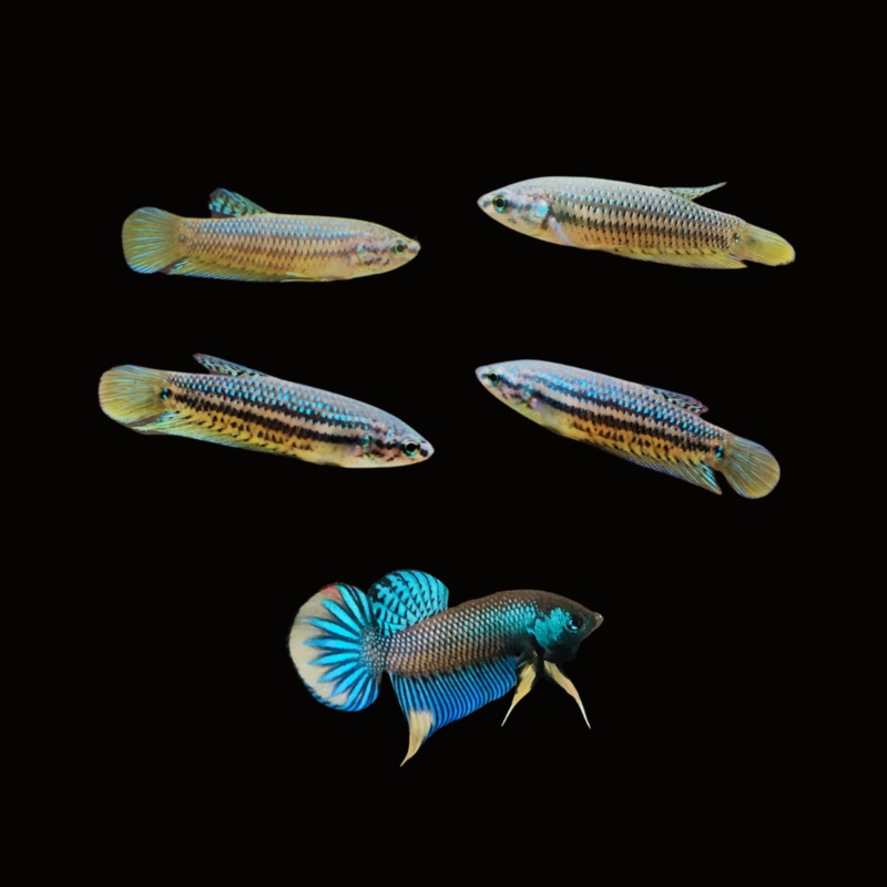 Live Aquarium Betta Fish Wild Imbellis Green or Blue Yellow Tail | BUY 4 GET 1 FREE! (CBG-038)