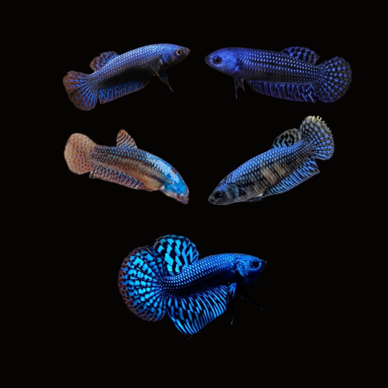 Live Betta Fish Blue Alien Wild | BUY 4 GET 1 FREE! (CBG-032)