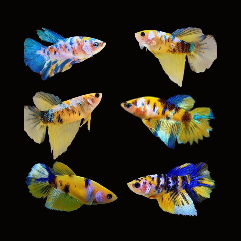 Live Betta Fish Koi Yellow Galaxy Halfmoon | BUY 4 GET 1 FREE! (CBG-044) R7B06