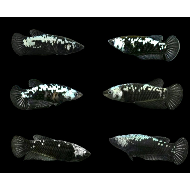 Live Betta Fish Super Black Mamba, Samurai Plakat | BUY 4 GET 1 FREE! (CBG-028) R7B03