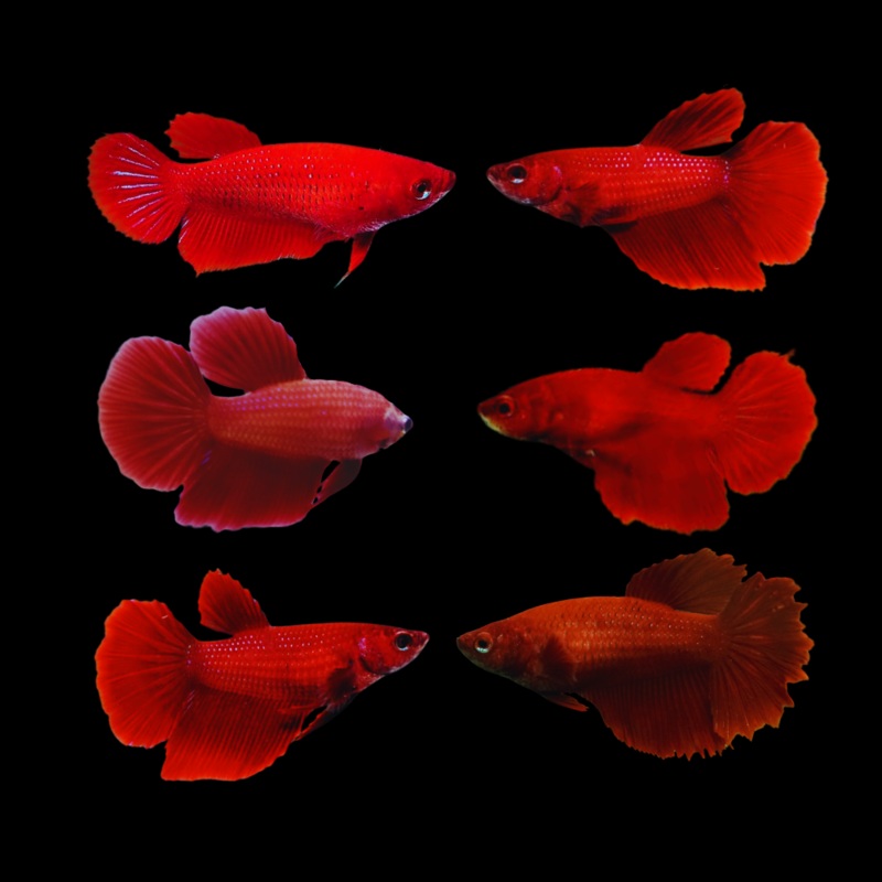Live Betta Fish Super Red Halfmoon | BUY 4 GET 1 FREE! (CBG-048) R7B07