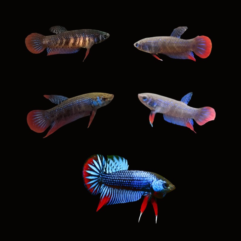Live Betta Fish Wild Imbellis Blue Red Tail | BUY 4 GET 1 FREE! (CBG-036)