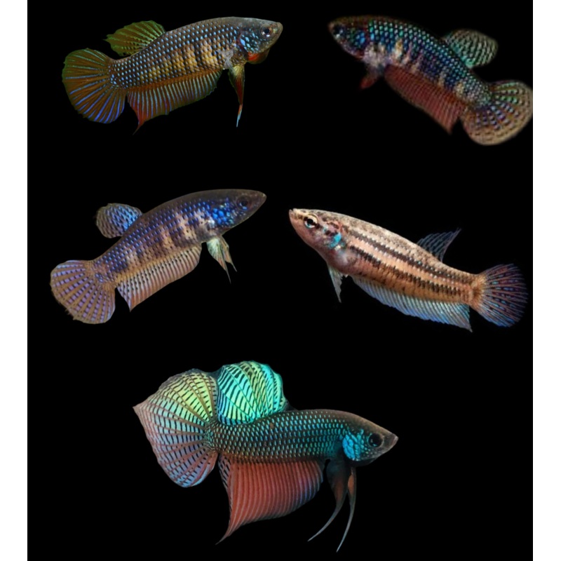 Live Betta Fish Wild Smaragdina Blue or Green | BUY 4 GET 1 FREE! (CBG-040) R4A12
