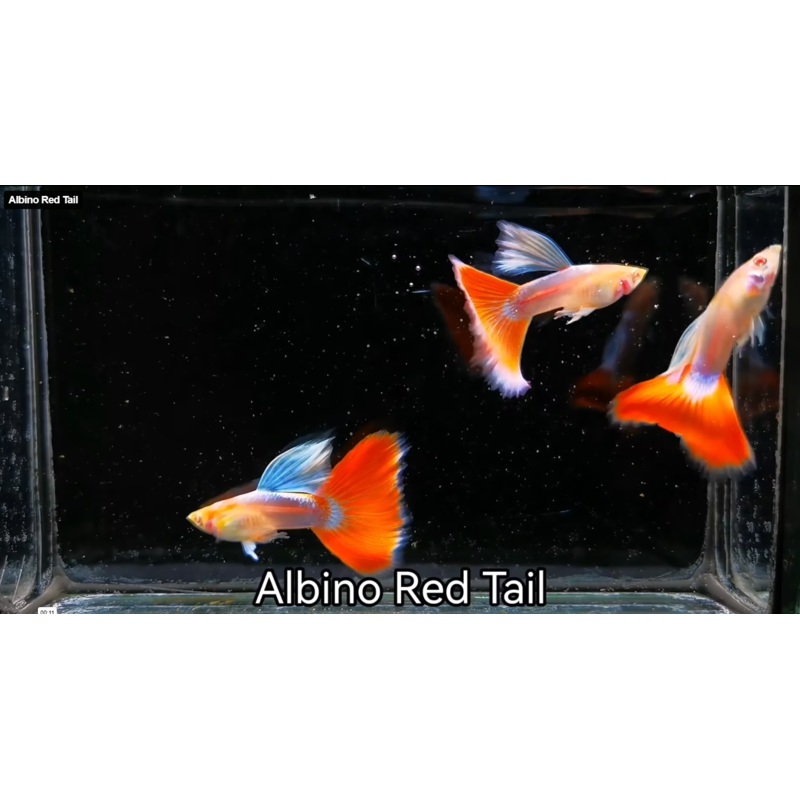 Live Fancy Guppy Fish Albino Red Tail Guppy (CGP-135) R7C02