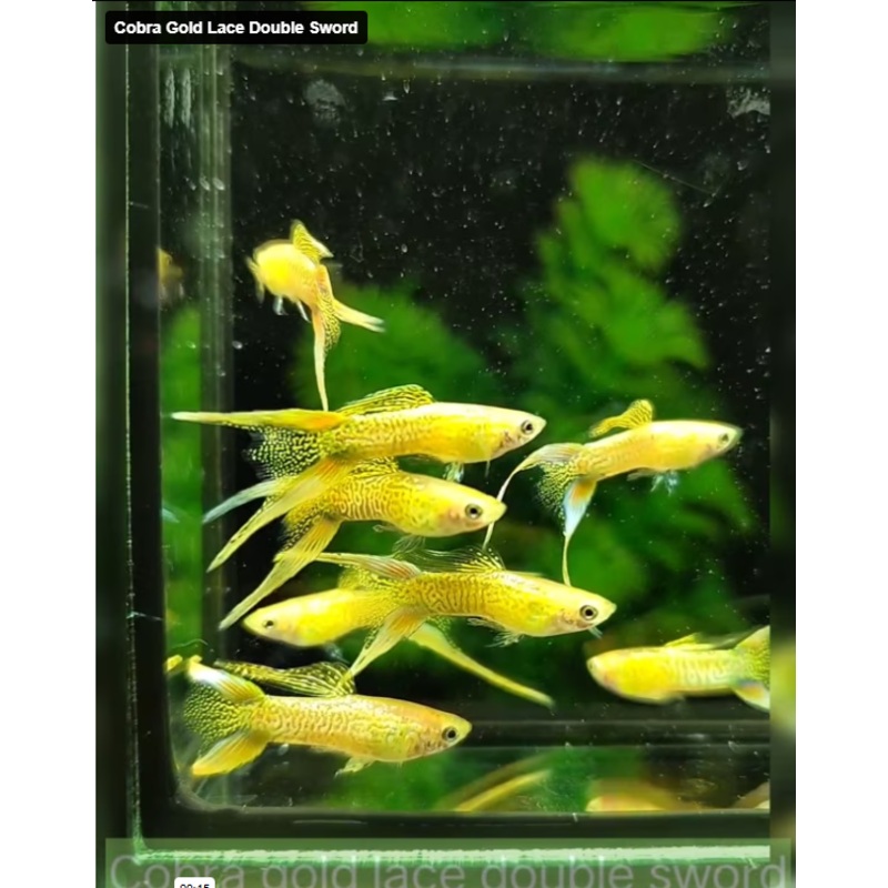 Live Fancy Guppy Fish Cobra Gold Lace Double Sword Guppy (CGP-136) R7C03