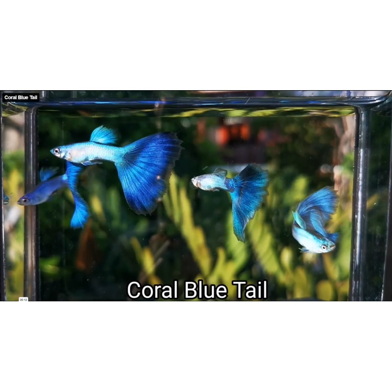Live Fancy Guppy Fish Coral Blue Tail Guppy (CGP-137)