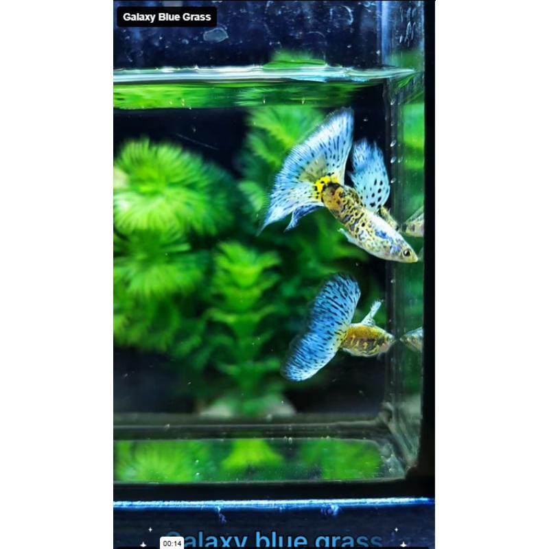 Live Fancy Guppy Fish Galaxy Blue Grass Guppy (CGP-154)