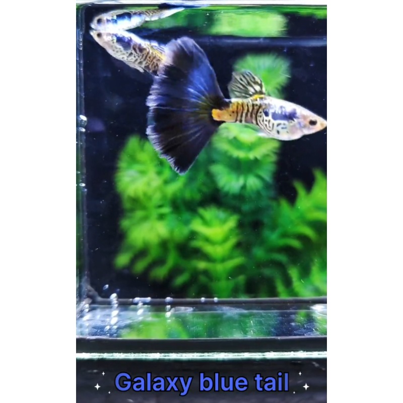 Live Fancy Guppy Fish Galaxy Blue Tail Guppy (CGP-138)