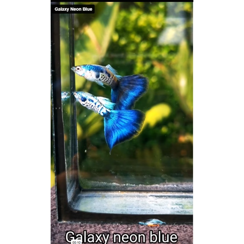 Live Fancy Guppy Fish Galaxy Neon Blue Tail Guppy (CGP-139) R7C04