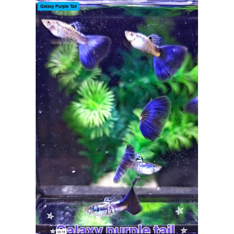 Live Fancy Guppy Fish Galaxy Purple Tail Guppy (CGP-155)