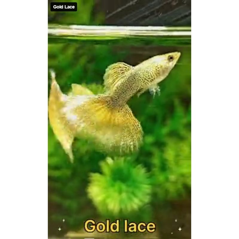 Live Fancy Guppy Fish Gold Lace Guppy (CGP-140)