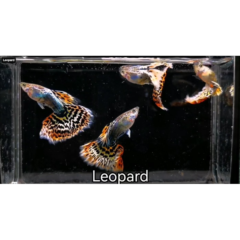 Live Fancy Guppy Fish Leopard Guppy (CGP-141) R7C05