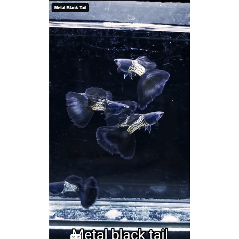 Live Fancy Guppy Fish Metal Black Tail Guppy (CGP-143) R7C07