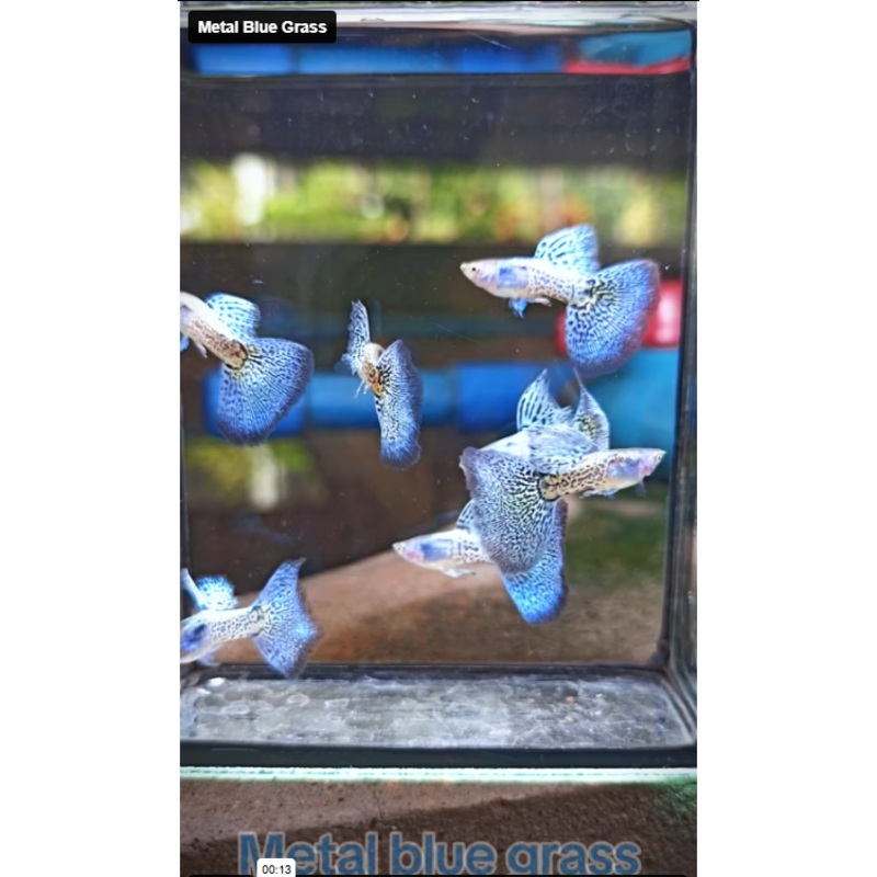 Live Fancy Guppy Fish Metal Blue Grass Guppy (CGP-144) R7C08