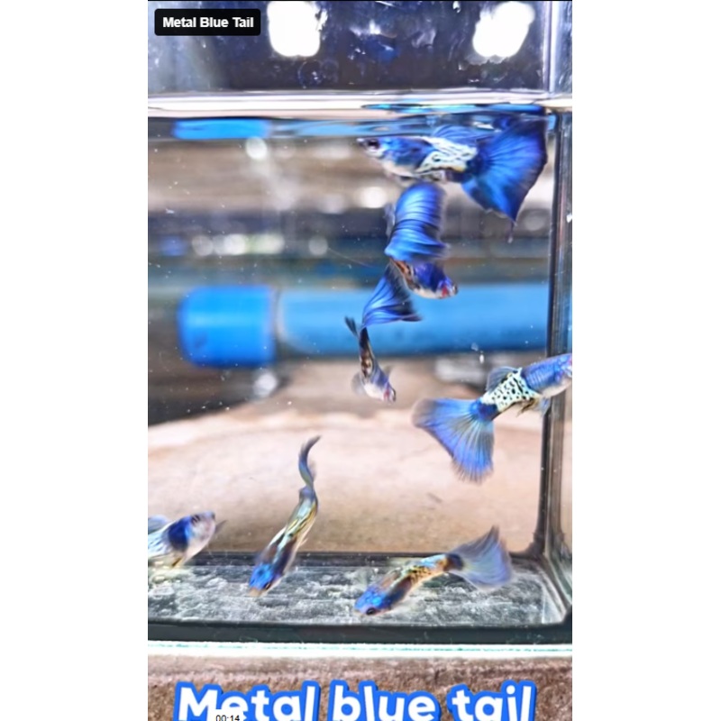 Live Fancy Guppy Fish Metal Blue Tail Guppy (CGP-145)