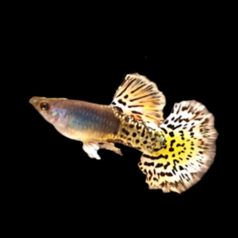 Live Fancy Guppy Fish Metal Leopard Guppy (CGP-146) R7C09