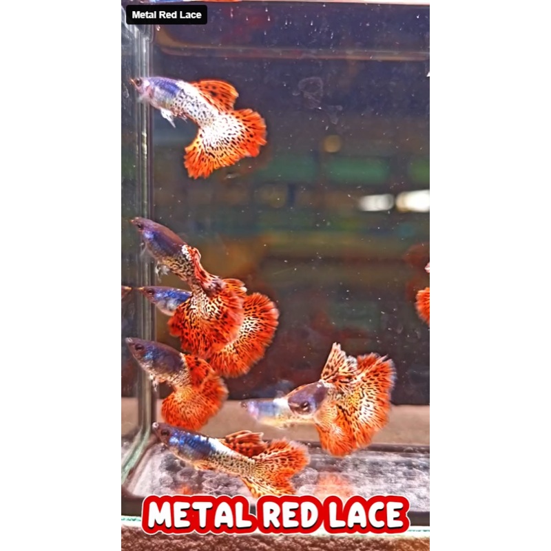 Live Fancy Guppy Fish Metal Red Lace Guppy (CGP-142) R7C06