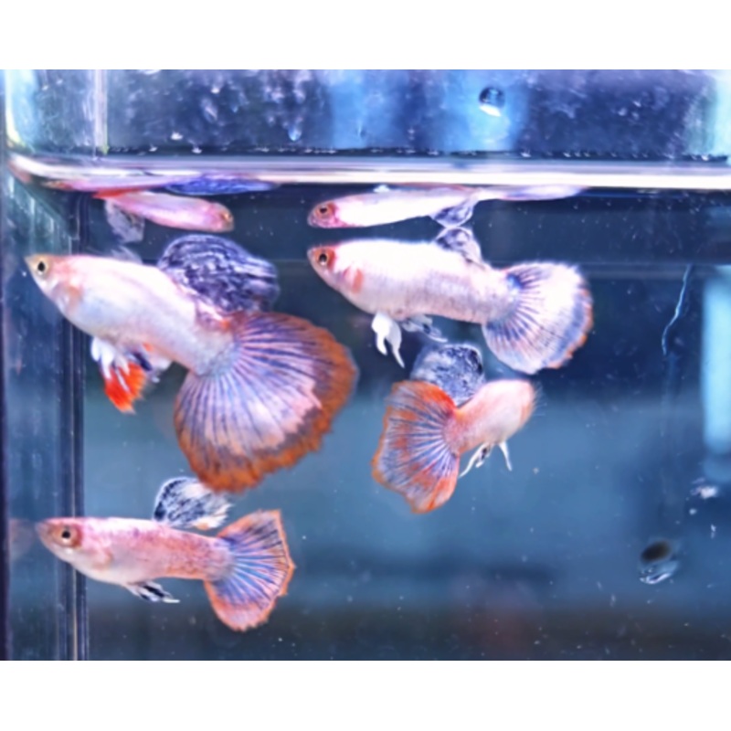 Live Fancy Guppy Fish Pink Magenta Guppy (CGP-147) R7C10