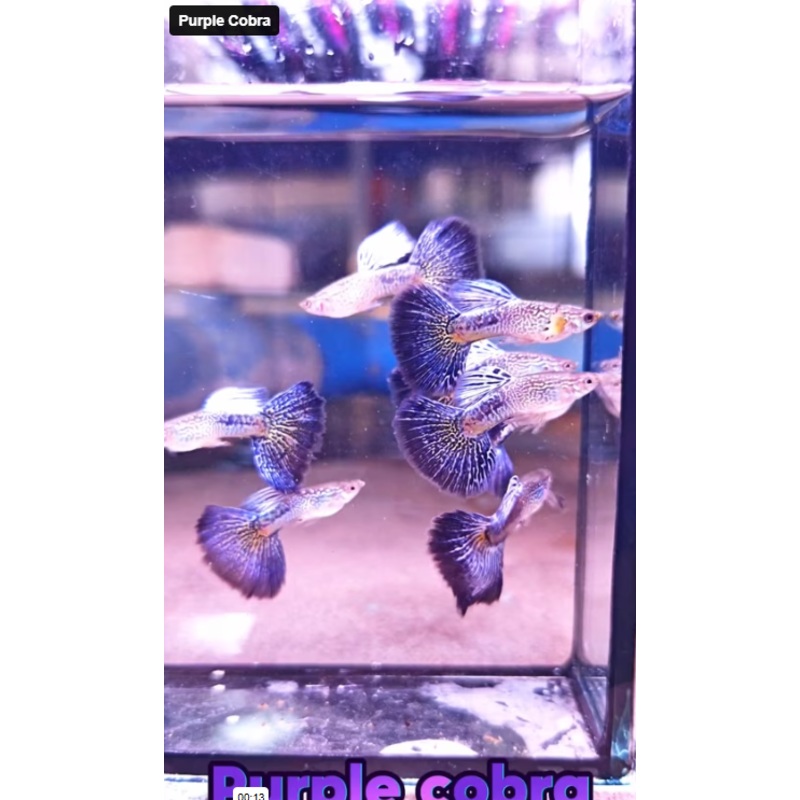 Live Fancy Guppy Fish Purple Cobra Guppy (CGP-148)
