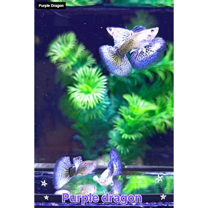 Live Fancy Guppy Fish Purple Dragon Guppy (CGP-149)