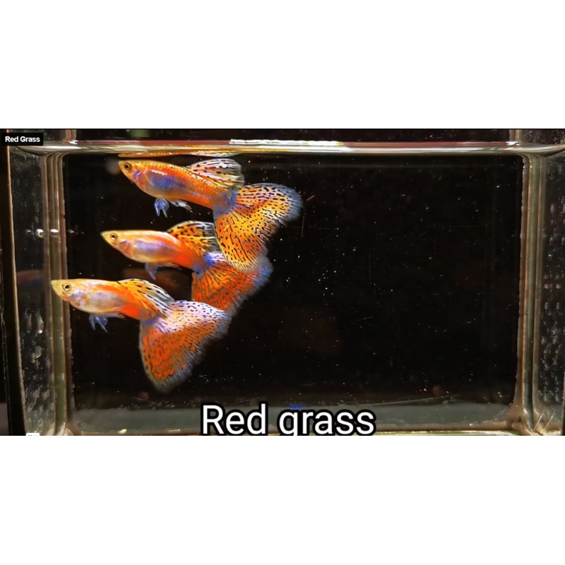 Live Fancy Guppy Fish Red Grass Guppy (CGP-150)