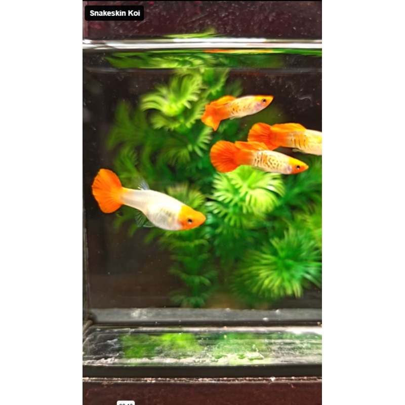 Live Fancy Guppy Fish Snakeskin Koi Guppy (CGP-152)