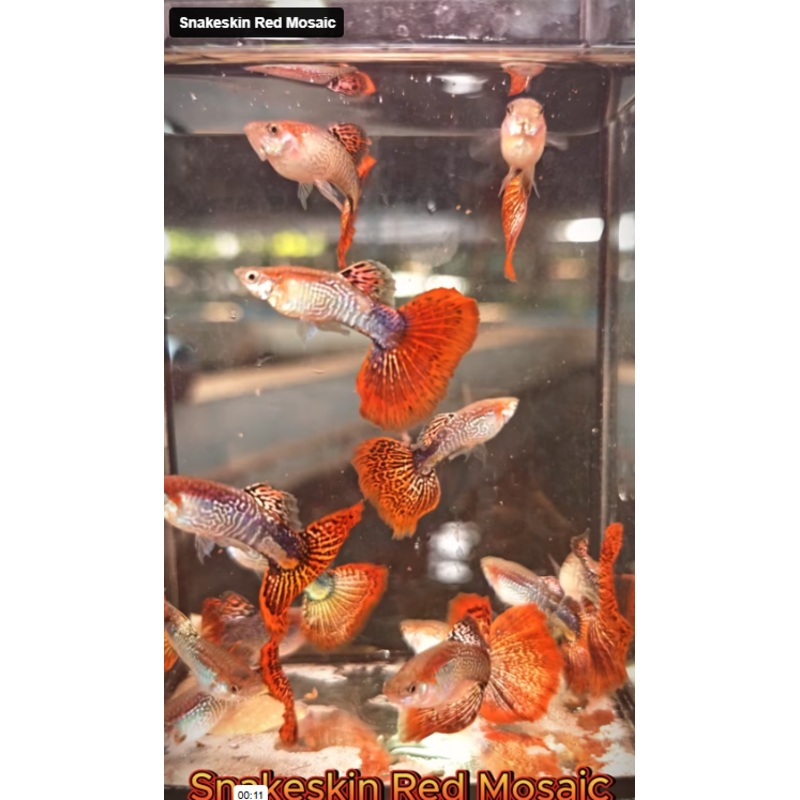 Live Fancy Guppy Fish Snakeskin Red Mosaic Guppy (CGP-153)