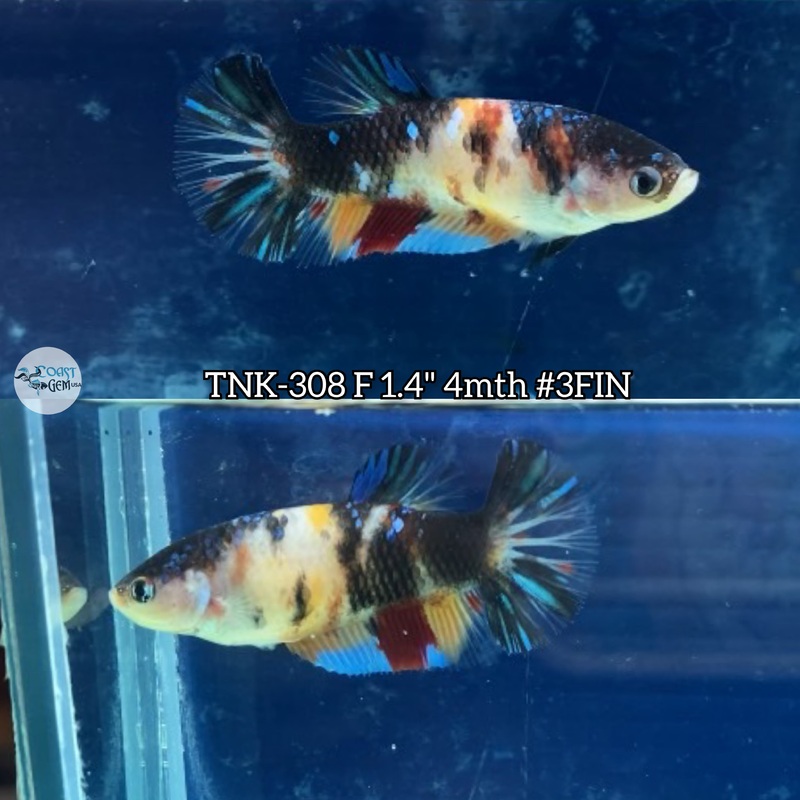 Live Female Betta Black Koi Plakad (TNK-308)  S276 High quality what you see what you get!!