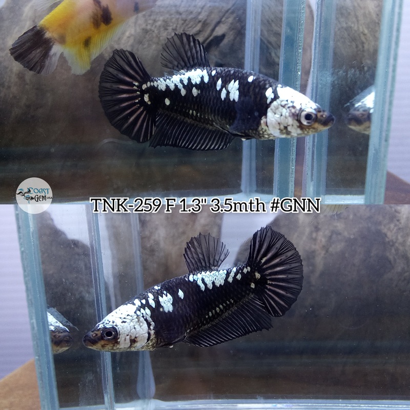 Live Female Betta Black Samurai Plakat (TNK-259) S216  High quality what you see what you get!!