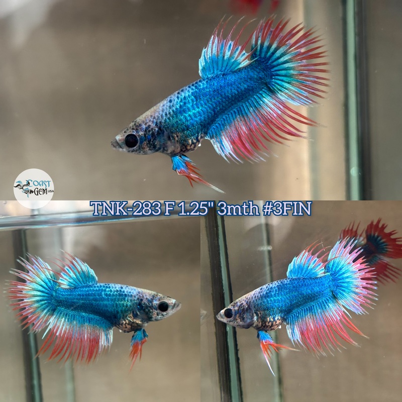 Live Female Betta Blue Orange Muscot Crowntail (TNK-283) High quality what you see what you get!!
