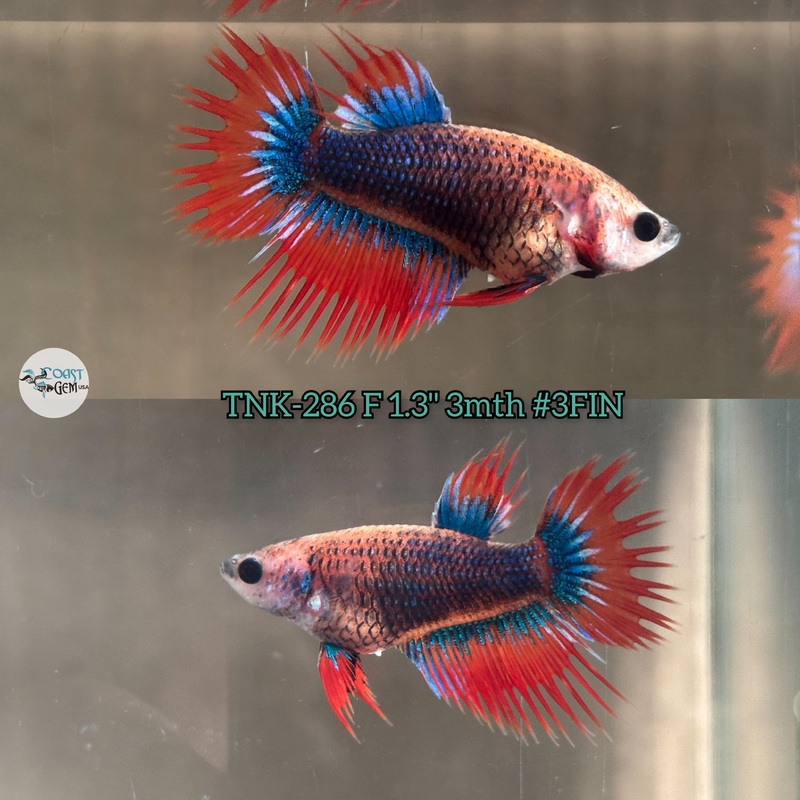 Live Female Betta Blue Orange Muscot Crowntail (TNK-286)  High quality what you see what you get!!