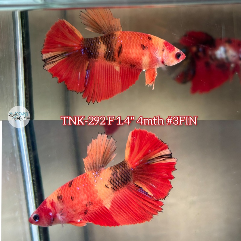 Live Female Betta Classic Nemo Koi Halfmoon (TNK-292) S111 High quality what you see what you get!!