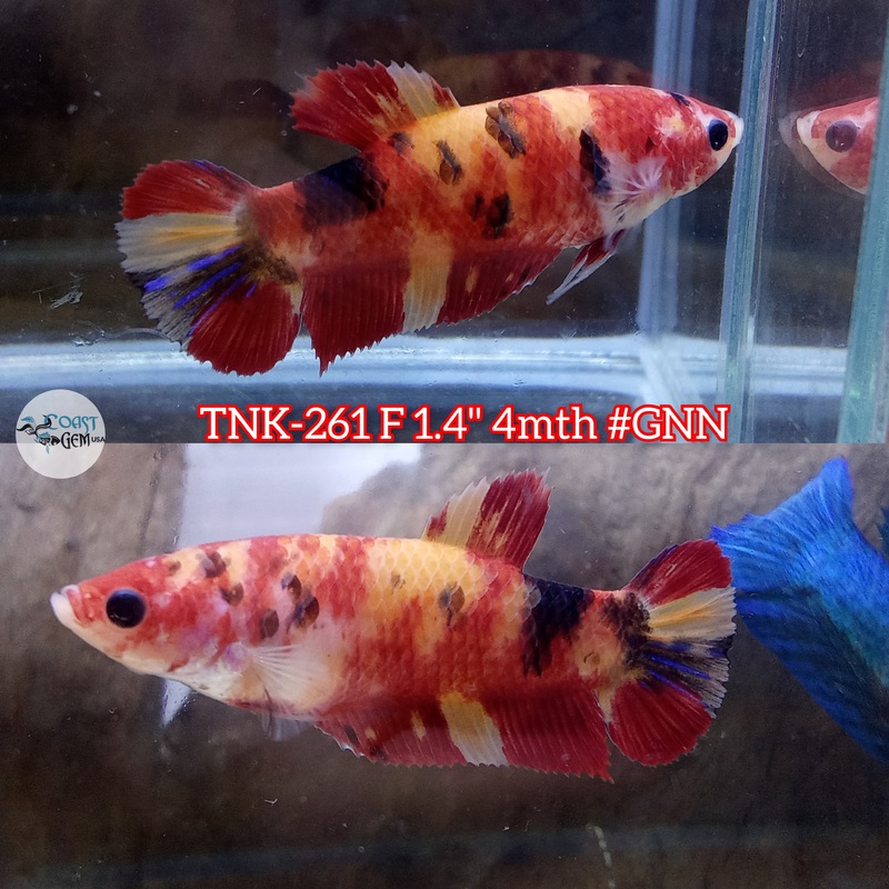 Live Female Betta Classic Nemo Koi Plakat (TNK-261) S208 High quality what you see what you get!!