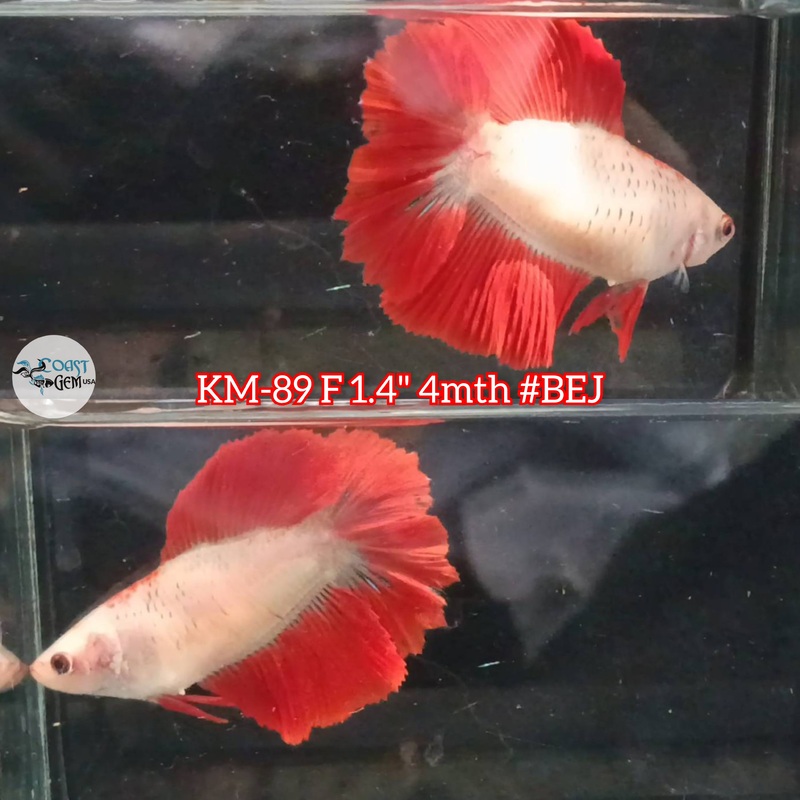 Live Female Betta Classic Red Koi Doubletail Halfmoon (KM-89) High quality what you see what you get!!