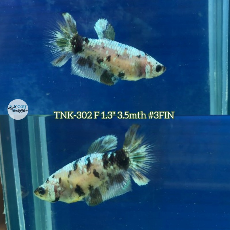 Live Female Betta Copper Black Galaxy Koi Plakad (TNK-302) S054 High quality what you see what you get!!