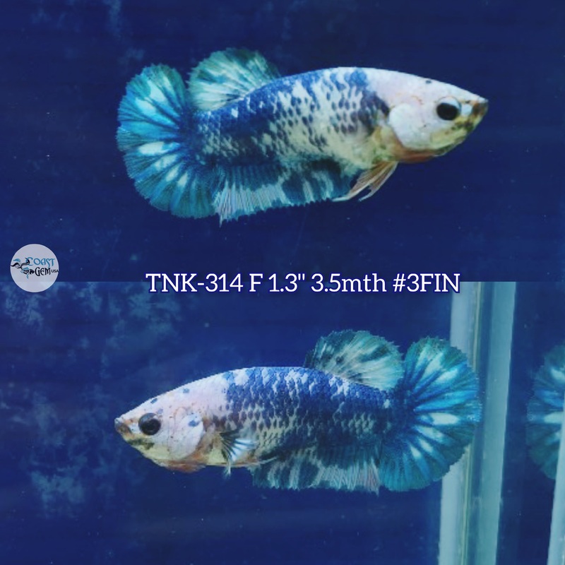 Live Female Betta Fancy Blue Marble Two tone Plakad (TNK-314) S060 High quality what you see what you get!!