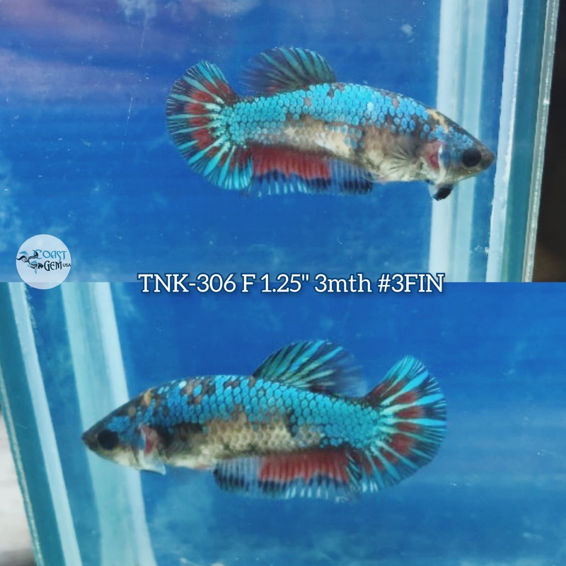 Live Female Betta Fancy Koi Metallic Plakad (TNK-306) S120 High quality what you see what you get!!