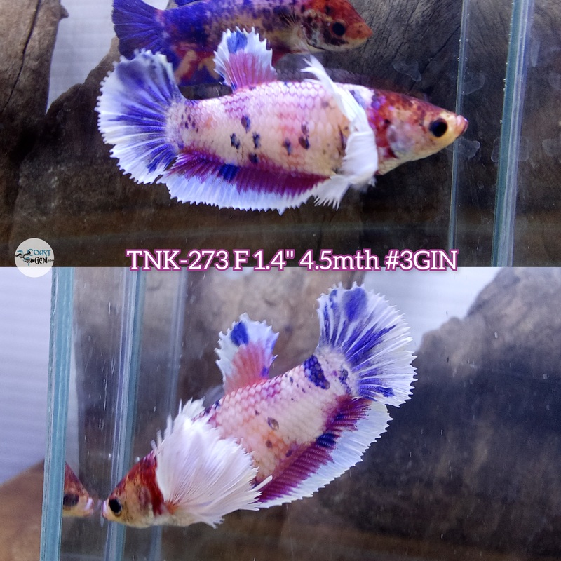 Live Female Betta Fancy marble Dumbo Big ear Plakad (TNK-273) S213 High quality what you see what you get!!