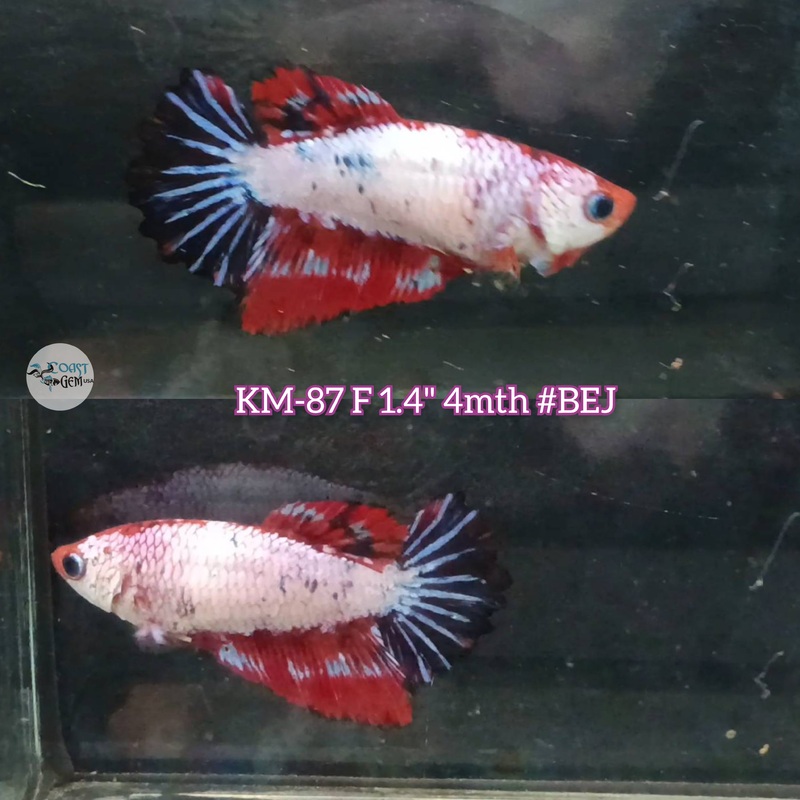 Live Female Betta Fancy marble Halfmoon (KM-87)S140 High quality what you see what you get!!