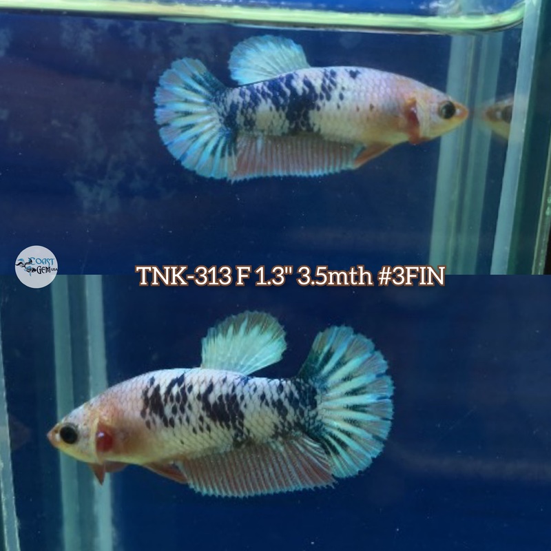 Live Female Betta Fancy Marble Plakad (TNK-313) S286 High quality what you see what you get!!