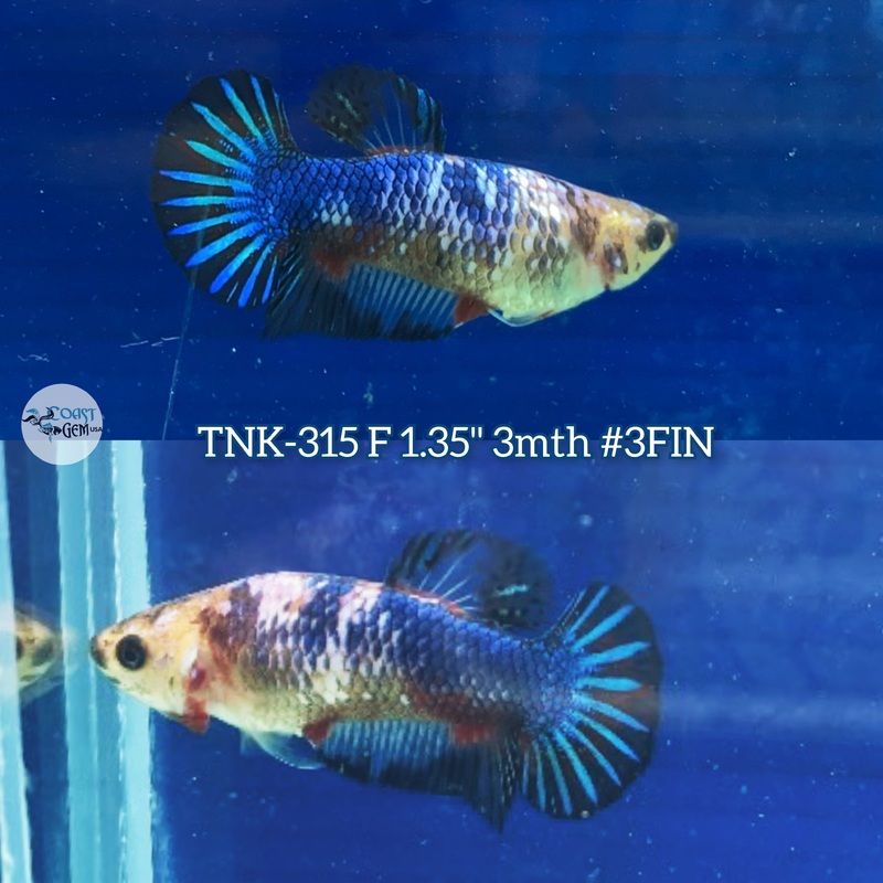 Live Female Betta Fancy Marble Plakad (TNK-315)  S044 High quality what you see what you get!!