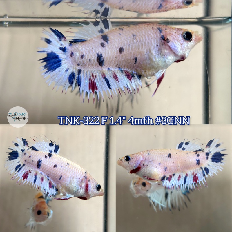 Live Female Betta Fancy Marble Polkadot Crowntail Plakad (TNK-322) S273 High quality what you see what you get!!