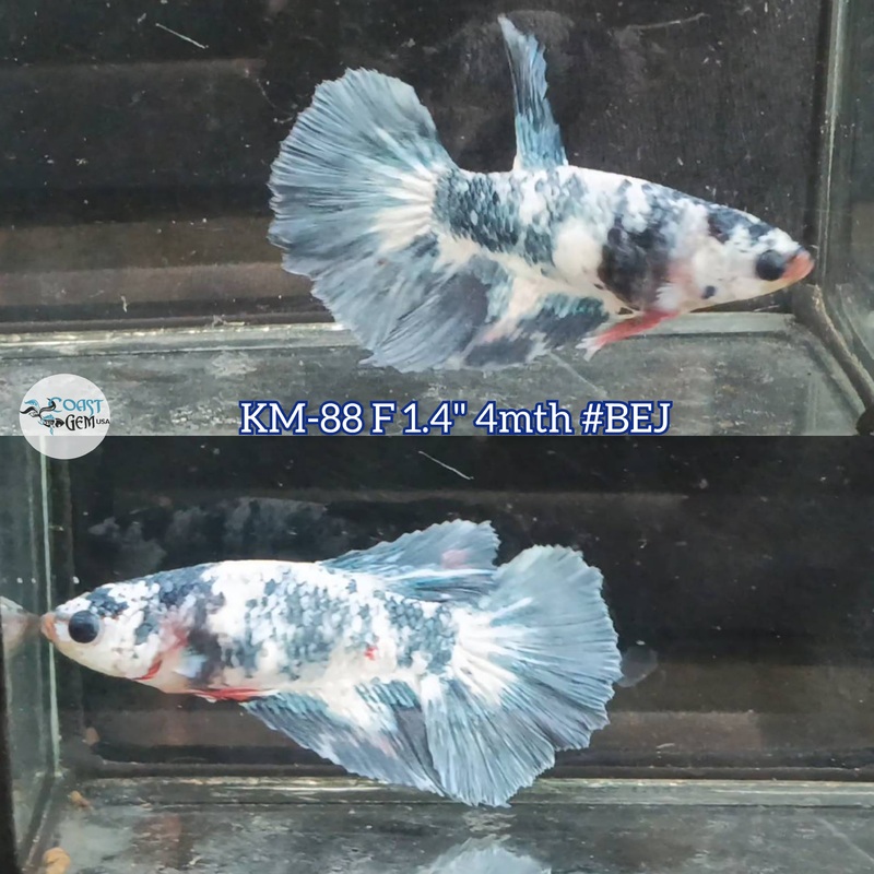 Live Female Betta Fancy marble two tone Halfmoon (KM-88) High quality what you see what you get!!