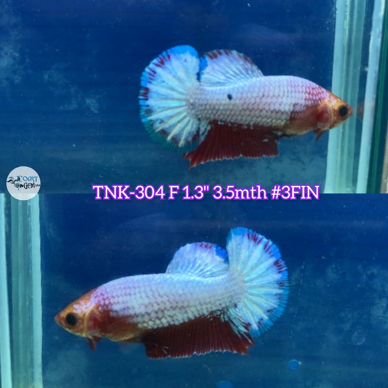 Live Female Betta Fancy Red base Startail Plakad (TNK-304) S270 High quality what you see what you get!!