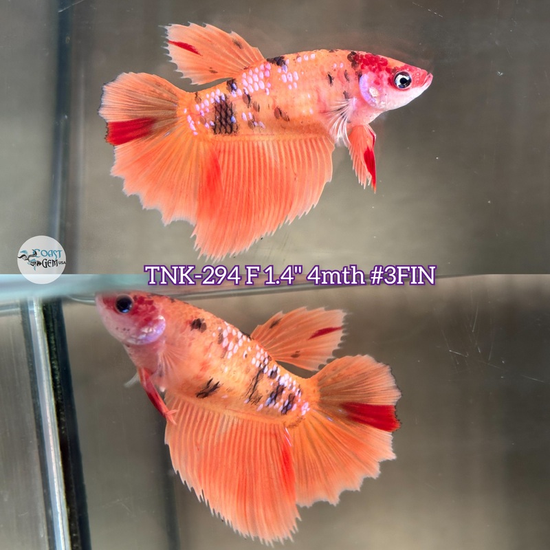 Live Female Betta Nemo Metallic Halfmoon (TNK-294)  High quality what you see what you get!!