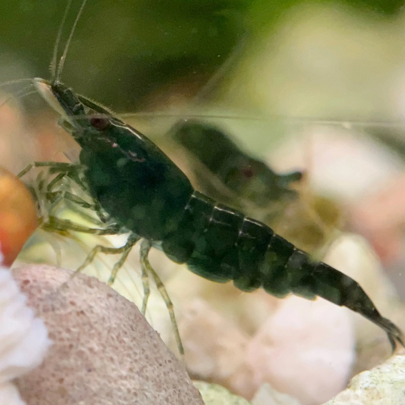 Live Freshwater Aquarium Green Jade Shrimp 5/$25, 10/$45, 20/$70