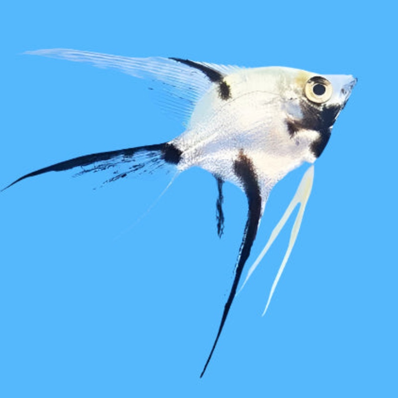 Live Freshwater Fish Dalmatian Veiltail Angelfish